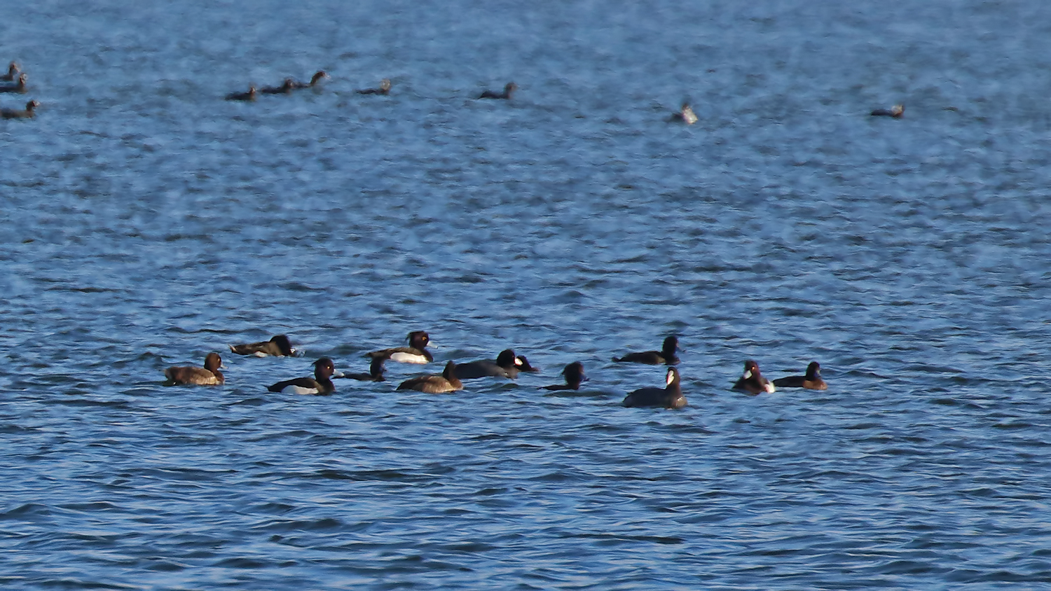 Tufted Duck